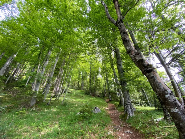 Vegyes Erdők Ritkított Fák Pilatus Hegység Lejtőin Alpesi Völgyekben Hegycsúcsok — Stock Fotó