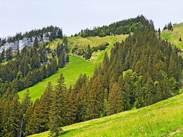 Mischwälder Und Lichte Bäume Den Hängen Des Pilatus Massivs Und — Stockfoto