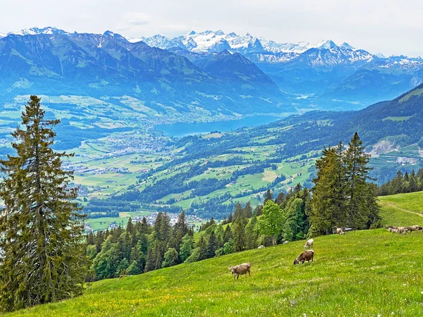 Vacas Los Prados Pastos Las Laderas Del Macizo Pilatus Los —  Fotos de Stock