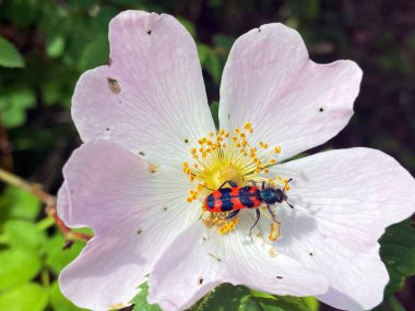 Bir yaban gülü ya da Alpnach - Obwalden Kantonu, İsviçre (Kanton Obwalden, Schweiz)