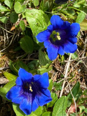 Gentiana acaulis, Der Kochsche Enzian oder Enzian, Kohova siristara ili Encijan