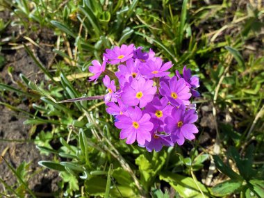 Pilatus dağlarının yamaçlarında ve Emmental Alplerde, Alpnach - Obwalden Kantonu, İsviçre (Kanton Obwalden, Schweiz)
