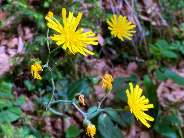 Wild Alpine Seasonal Summer Flowers Slopes Pilatus Mountain Range Emmental — Stock Photo, Image