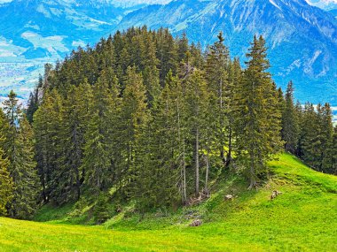 Evergreen ormanı veya kozalaklı ağaçlar Pilatus tepelerinin yamaçlarında ve dağ tepelerinin altındaki dağlık vadilerde, Alpnach - Obwalden Kantonu, İsviçre (Kanton Obwalden, Schweiz)