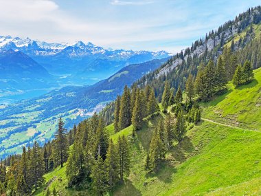 Evergreen ormanı veya kozalaklı ağaçlar Pilatus tepelerinin yamaçlarında ve dağ tepelerinin altındaki dağlık vadilerde, Alpnach - Obwalden Kantonu, İsviçre (Kanton Obwalden, Schweiz)
