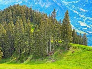 Evergreen ormanı veya kozalaklı ağaçlar Pilatus tepelerinin yamaçlarında ve dağ tepelerinin altındaki dağlık vadilerde, Alpnach - Obwalden Kantonu, İsviçre (Kanton Obwalden, Schweiz)