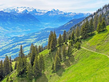 Evergreen ormanı veya kozalaklı ağaçlar Pilatus tepelerinin yamaçlarında ve dağ tepelerinin altındaki dağlık vadilerde, Alpnach - Obwalden Kantonu, İsviçre (Kanton Obwalden, Schweiz)