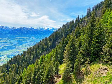 Evergreen ormanı veya kozalaklı ağaçlar Pilatus tepelerinin yamaçlarında ve dağ tepelerinin altındaki dağlık vadilerde, Alpnach - Obwalden Kantonu, İsviçre (Kanton Obwalden, Schweiz)