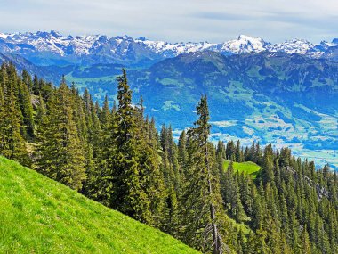Evergreen ormanı veya kozalaklı ağaçlar Pilatus tepelerinin yamaçlarında ve dağ tepelerinin altındaki dağlık vadilerde, Alpnach - Obwalden Kantonu, İsviçre (Kanton Obwalden, Schweiz)