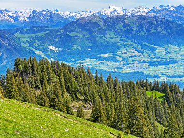 Evergreen ormanı veya kozalaklı ağaçlar Pilatus tepelerinin yamaçlarında ve dağ tepelerinin altındaki dağlık vadilerde, Alpnach - Obwalden Kantonu, İsviçre (Kanton Obwalden, Schweiz)