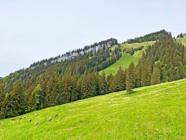 Alpine Mountain Hill Hoernli Hornli Στην Ελβετική Οροσειρά Pilatus Και — Φωτογραφία Αρχείου