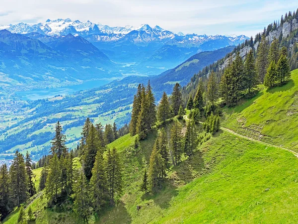 Bosque Siempreverde Árboles Coníferas Las Laderas Del Macizo Del Pilatus — Foto de Stock