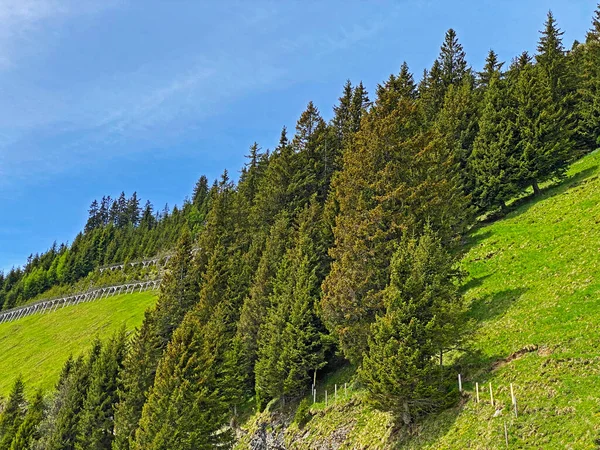 Evergreen Forest Coniferous Trees Slopes Pilatus Massif Alpine Valleys Mountain — Stock Photo, Image