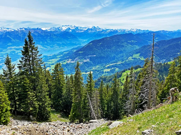 ピラタス山脈の斜面や山の峰の下の高山渓谷で常緑樹や針葉樹の木 アルパチ オバルデンのカントン スイス カントン オバルデン スイス — ストック写真