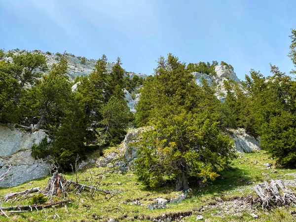 Las Evergreen Lub Drzewa Iglaste Zboczach Masywu Pilatus Dolinach Alpejskich — Zdjęcie stockowe