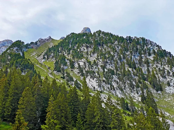 Evergreen Forest Bariferous Trees Backopes Pilatus Massif Alpine Daleys Mountain — Stockfoto