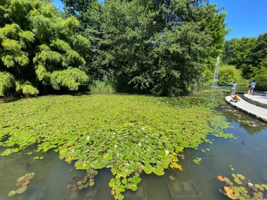 Güneş banyosu veya Teich mit Liegewiese (Constance Gölü 'ndeki Çiçek Adası Mainau veya Bodensee' deki Die Blumeninsel im Bodensee) - Constance, Almanya / Konstanz, Deutschland