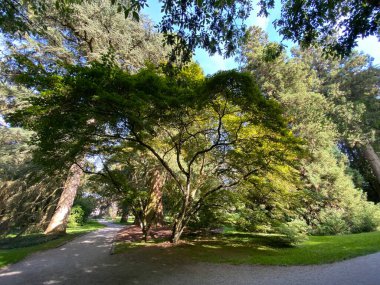Ağaç Toplama (Ağaç Koleksiyonu veya Baumsammlung), (Constance Gölü 'ndeki Çiçek Adası Mainau veya Die Blumeninsel im Bodensee) - Constance, Almanya / Konstanz, Deutschland