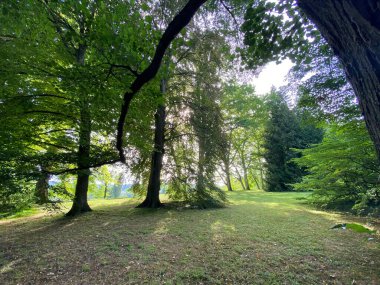Ağaç Toplama (Ağaç Koleksiyonu veya Baumsammlung), (Constance Gölü 'ndeki Çiçek Adası Mainau veya Die Blumeninsel im Bodensee) - Constance, Almanya / Konstanz, Deutschland