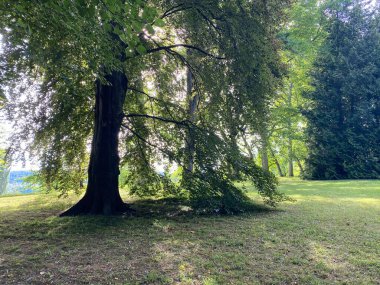Ağaç Toplama (Ağaç Koleksiyonu veya Baumsammlung), (Constance Gölü 'ndeki Çiçek Adası Mainau veya Die Blumeninsel im Bodensee) - Constance, Almanya / Konstanz, Deutschland