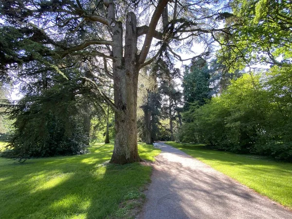 수목원 Tree Collection Baumsammlung Flower Island Mainau Lake Constance Die — 스톡 사진