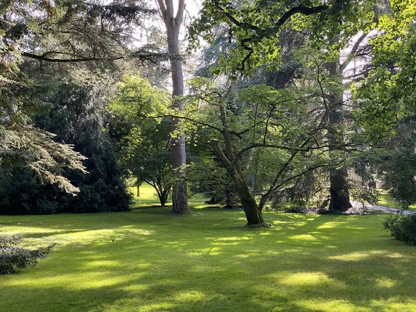 Arboretum Trädsamling Eller Baumsammlung Blomsterön Mainau Vid Bodensjön Eller Die — Stockfoto