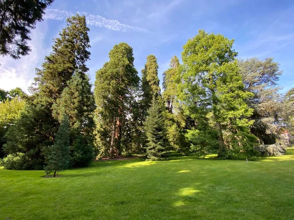 Arboretum Boomverzameling Baumsammlung Bloemeneiland Mainau Aan Het Bodenmeer Die Blumeninsel — Stockfoto