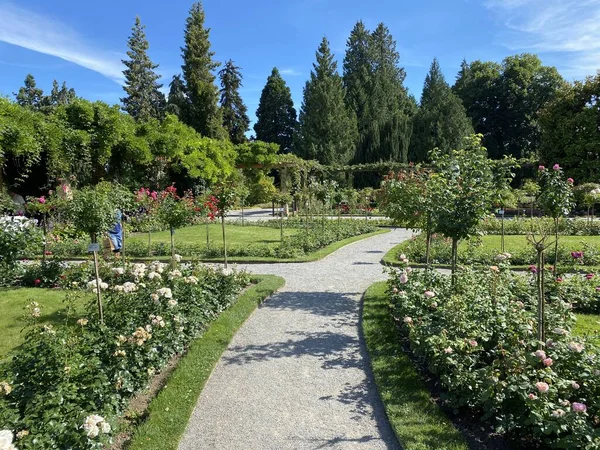 Italienska Rosenträdgården Eller Italienscher Rosengarten Blomsterön Mainau Vid Bodensjön Eller — Stockfoto