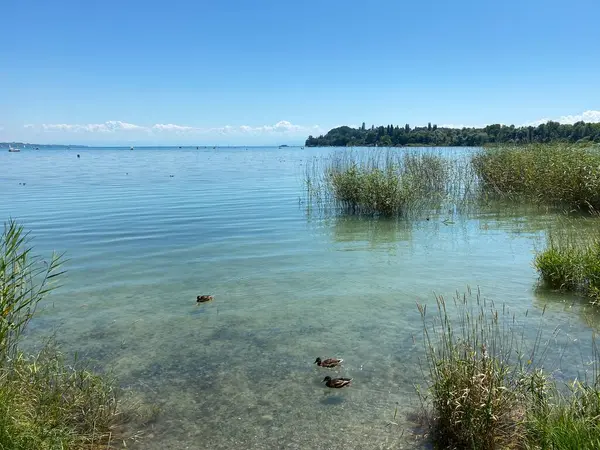 Landscape Lake Constance Mainau Island Flower Island Mainau Lake Constance — стоковое фото