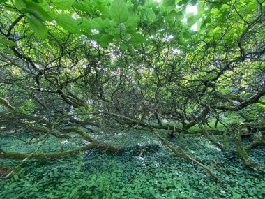Güney Katalpa, Cigartree, Hint fasulye ağacı, Trompet ağacı, Katalpa bignonioides veya Trompetenbaum - Constance, Almanya / Konstanz, Deutschland