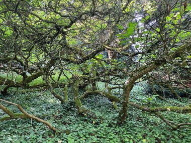 Güney Katalpa, Cigartree, Hint fasulye ağacı, Trompet ağacı, Katalpa bignonioides veya Trompetenbaum - Constance, Almanya / Konstanz, Deutschland