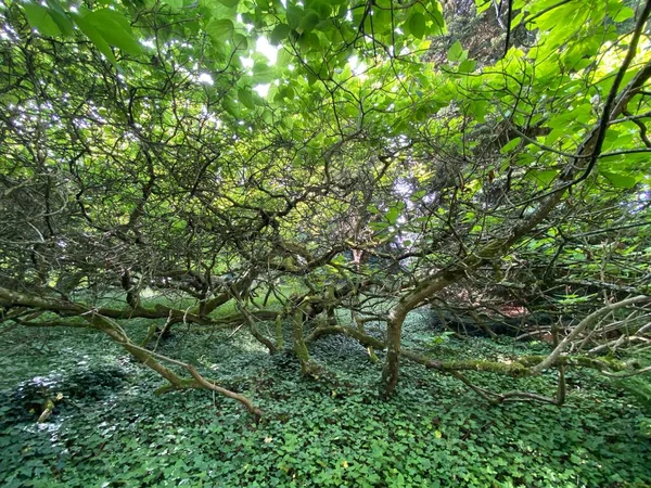 Zuidelijke Catalpa Sigartree Indische Bonenboom Trompetboom Catalpa Bignonioides Trompetenbaum Constance — Stockfoto