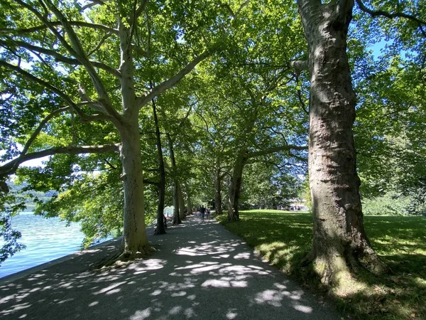 Landscape of the Planes or plane trees avenue near the lake (Flower Island Mainau on the Lake Constance or Die Blumeninsel im Bodensee) - Constance, Germany / Konstanz, Deutschland