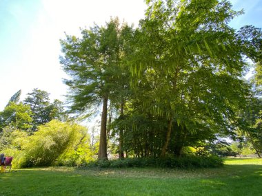 Parkın manzarası ve çiçek adasındaki ağaçlar (Constance Gölü 'ndeki Çiçek Adası Mainau veya Die Blumeninsel im Bodensee) - Constance, Almanya / Konstanz, Deutschland