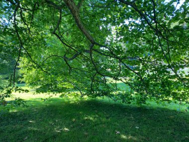 Parkın manzarası ve çiçek adasındaki ağaçlar (Constance Gölü 'ndeki Çiçek Adası Mainau veya Die Blumeninsel im Bodensee) - Constance, Almanya / Konstanz, Deutschland