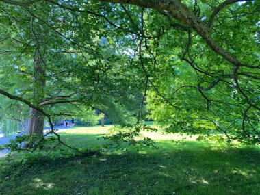 Parkın manzarası ve çiçek adasındaki ağaçlar (Constance Gölü 'ndeki Çiçek Adası Mainau veya Die Blumeninsel im Bodensee) - Constance, Almanya / Konstanz, Deutschland