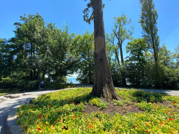 Paisaje Del Parque Árboles Isla Flores Flower Island Mainau Lago — Foto de Stock