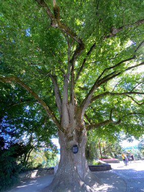 Lime-Tree Viktoria (Constance Gölü üzerindeki Çiçek Adası Mainau veya Die Blumeninsel im Bodensee) - Constance, Almanya / Konstanz, Deutschland