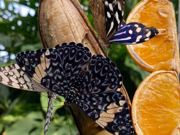 Exotische Und Tropische Schmetterlinge Schmetterlingshaus Mainau Konstanz Deutschland Konstanz Deutschland — Stockfoto