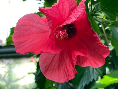 Çin amblemi (Hibiscus rosa-sinensis L.), Çin gülü, Hawaii amfibisi, gül çiçeği, ayakkabı siyahı, Chinesischer Roseneibisch, Chinesische gülü veya Zimmer-Hibiskus