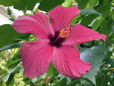 Çin amblemi (Hibiscus rosa-sinensis L.), Çin gülü, Hawaii amfibisi, gül çiçeği, ayakkabı siyahı, Chinesischer Roseneibisch, Chinesische gülü veya Zimmer-Hibiskus