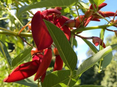 Cockspur mercan ağacı, Erythrina crista-galli veya Der Korallenstrauch, Mainau - Constance, Almanya / Konstanz, Deutschland