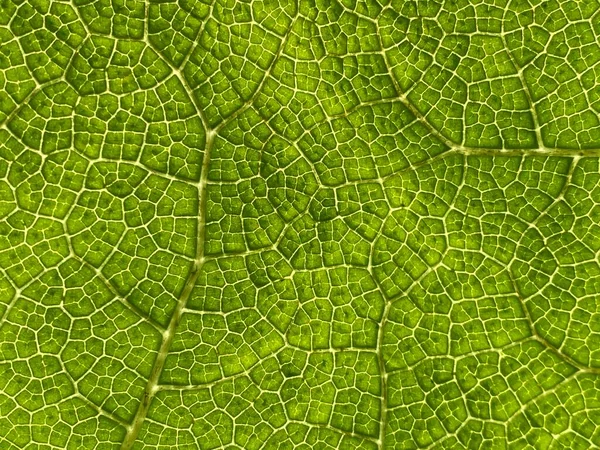 Textuur Van Een Groot Tropisch Blad Flower Island Mainau Aan — Stockfoto