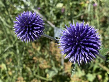 'Veitch' s Blue (Echinops ritro), Kugeldistel veya Globus iak (Globus cicak))