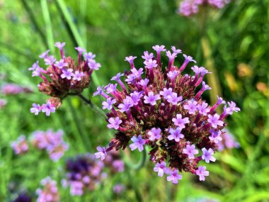 Constance, Almanya / Konstanz, Deutschland 'da çiçek adasında (Constance Gölü' ndeki Çiçek Adası Mainau veya Die Blumeninsel im Bodensee) güzel vahşi ve hibrid süsleme bitkileri çiçek açtı.