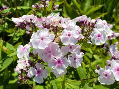 Bahçe fenikulası (Phlox paniculata), Perennial phlox, Summer phlox, Hohe Flammenblume, Der Hohe Stauden-Phlox, Rispige Flammenblume oder Herbstflieder, Mainau - Constance, Almanya