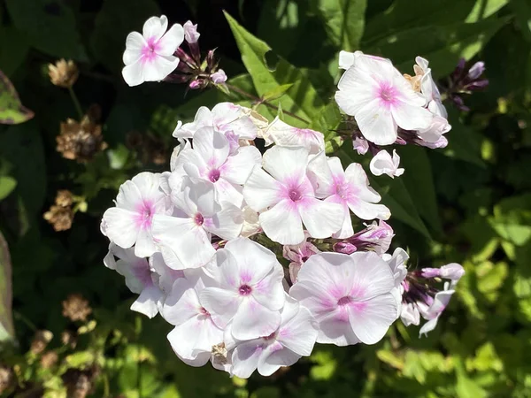 Садовая Флокс Phlox Paniculata Многолетняя Флокс Летняя Флокс Hohe Flammenblume — стоковое фото