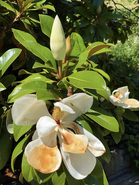 Southern or evergreen magnolia (Magnolia grandiflora \'Goliath\'), Bull-bay, Big-laurel, Large-flower magnolia, Grossbltige oder Immergrne Magnolie, Velecvjetna magnolija ili Zimzelena magnolija