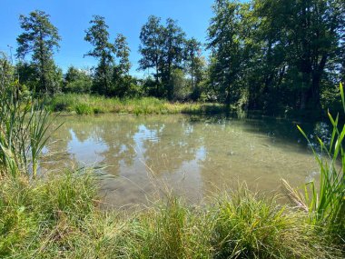 Glatt Nehri boyunca uzanan küçük göller veya göletler boyunca ağaçlarla kaplı bir yaz manzarası - Zuerich veya Zürih, İsviçre (Schweiz)