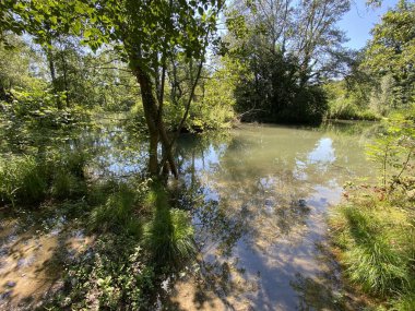 Glatt Nehri boyunca uzanan küçük göller veya göletler boyunca ağaçlarla kaplı bir yaz manzarası - Zuerich veya Zürih, İsviçre (Schweiz)